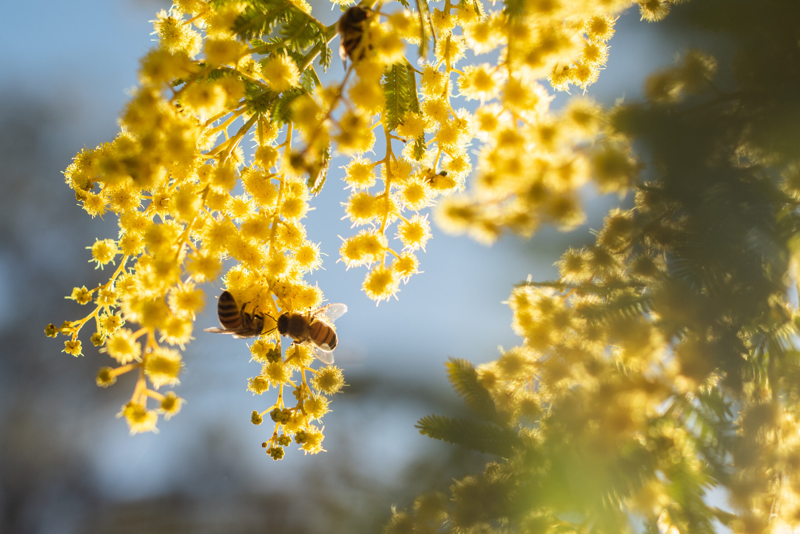 bees in flowers